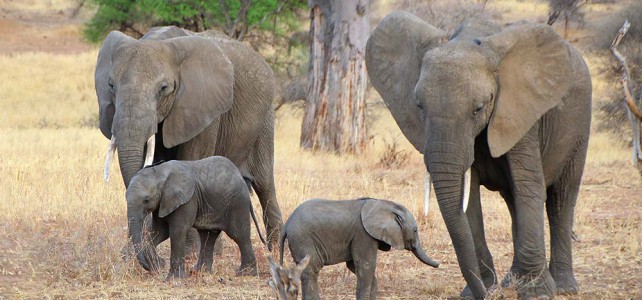 Bericht zu einer Tanzania Naturreise