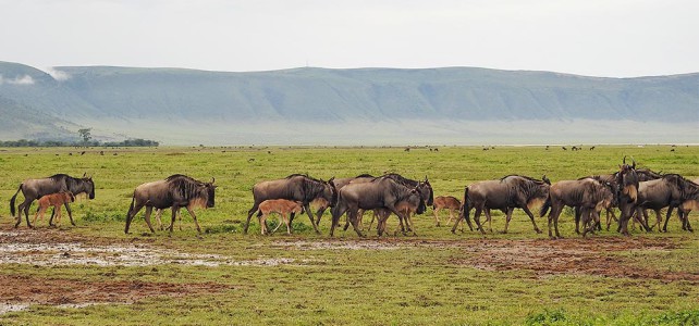 Neue Fusssafari in der Serengeti