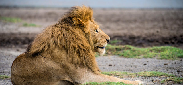 Reiseleiter Michael Scharenberg berichtet von der Tanzania Naturreise