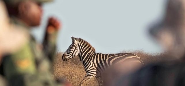 Exklusive Fuss-Safari in den Nationalparks Tanzanias