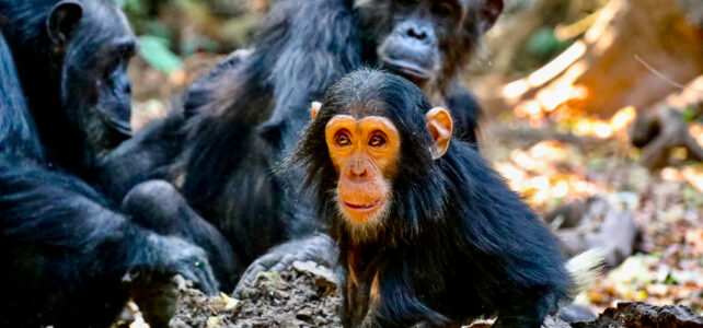 Unterwegs auf der Westtanzania Naturreise