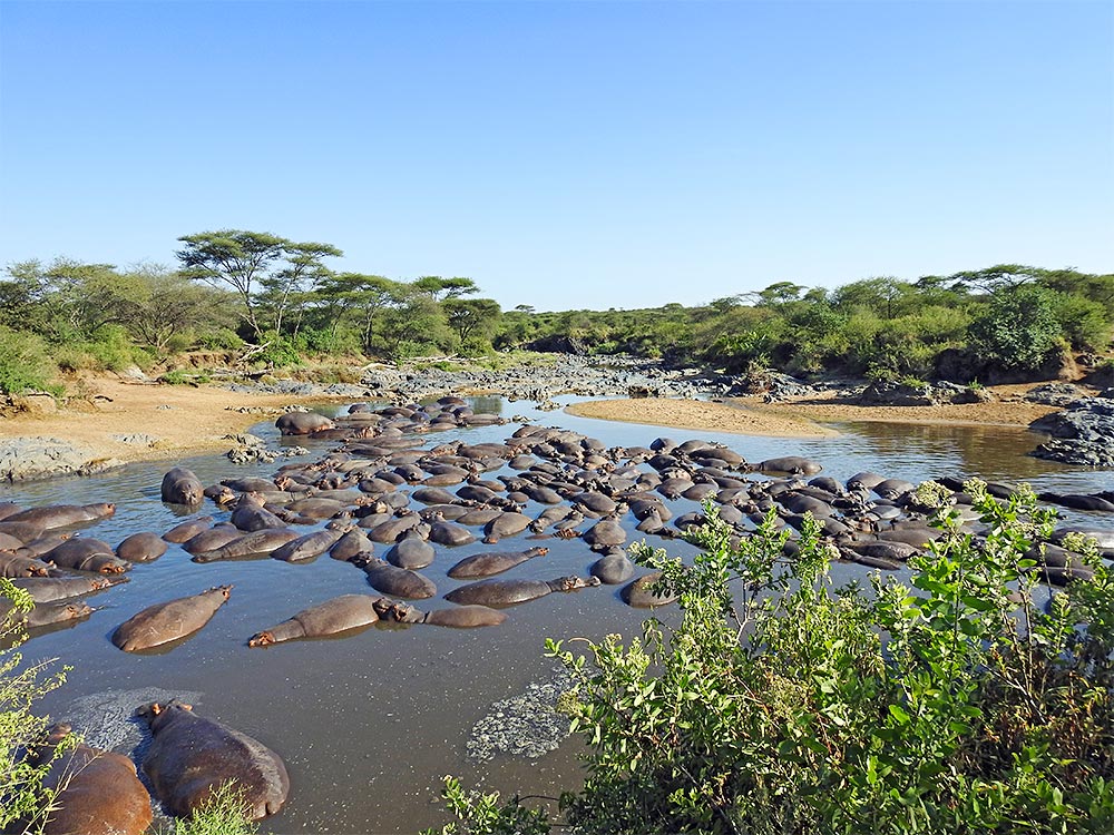 Safari in Afrika