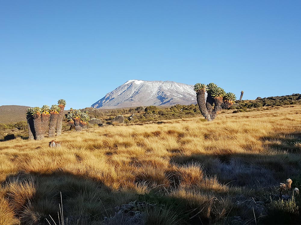 Kilimanjaro Trekking