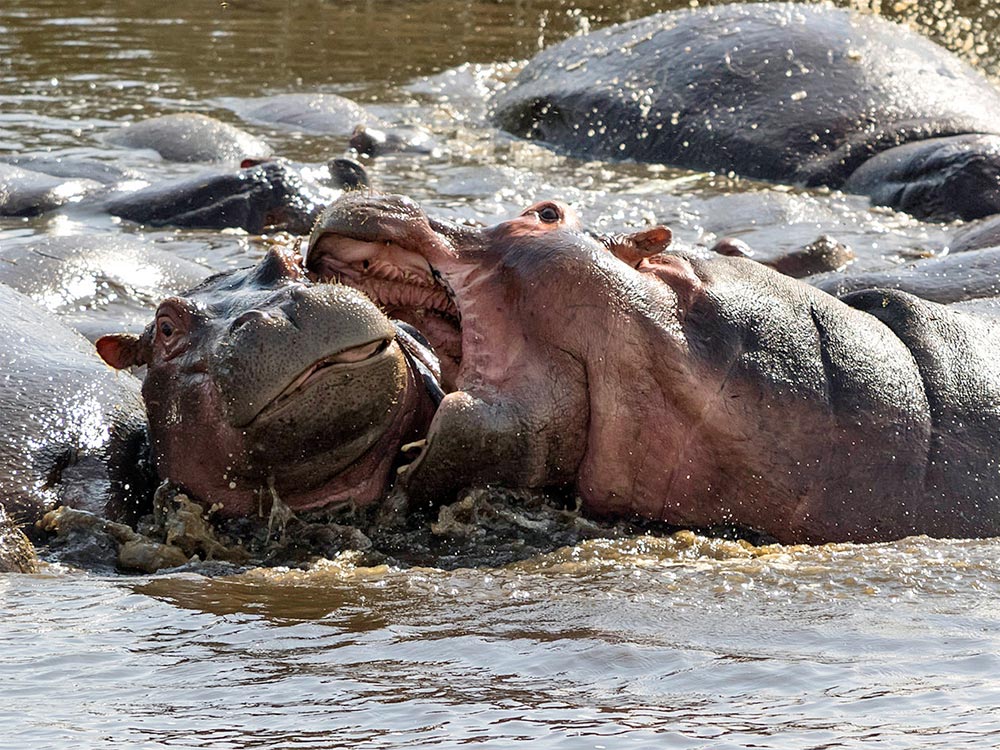 Tanzania - das Safari-Ziel in Afrika