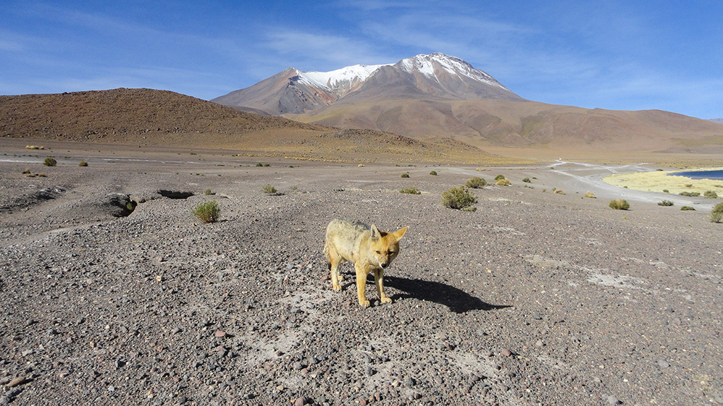 Bolivien Trekking