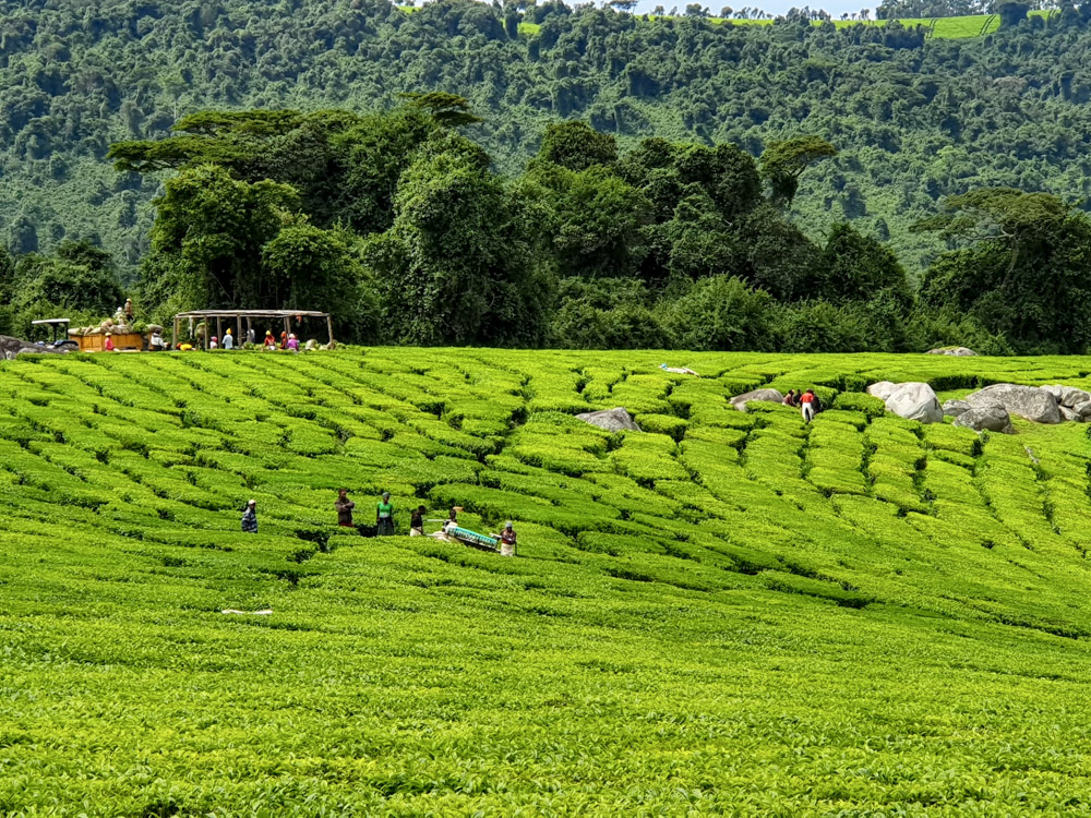 Teeplantage