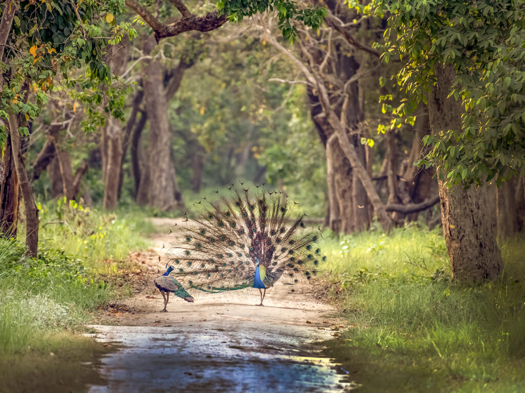 2 Pfauen stehen auf Strasse