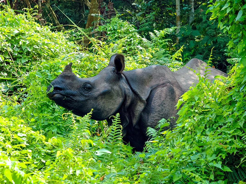 Nashorn im Busch