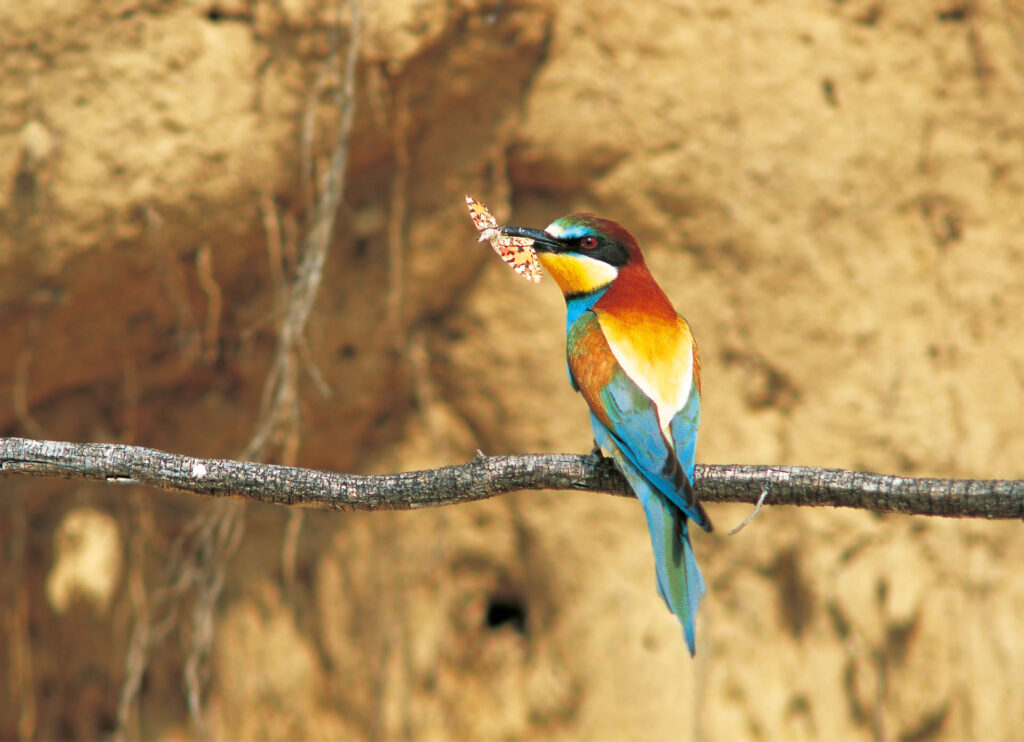 Bienenfresser Vogel mit Schmetterling im Schnabel