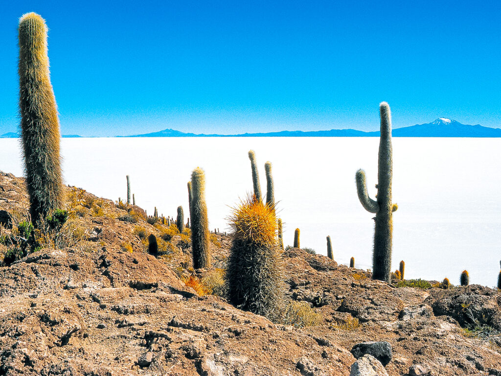 Kaktussteinwüste mit Salzwüste im Hintergrund
