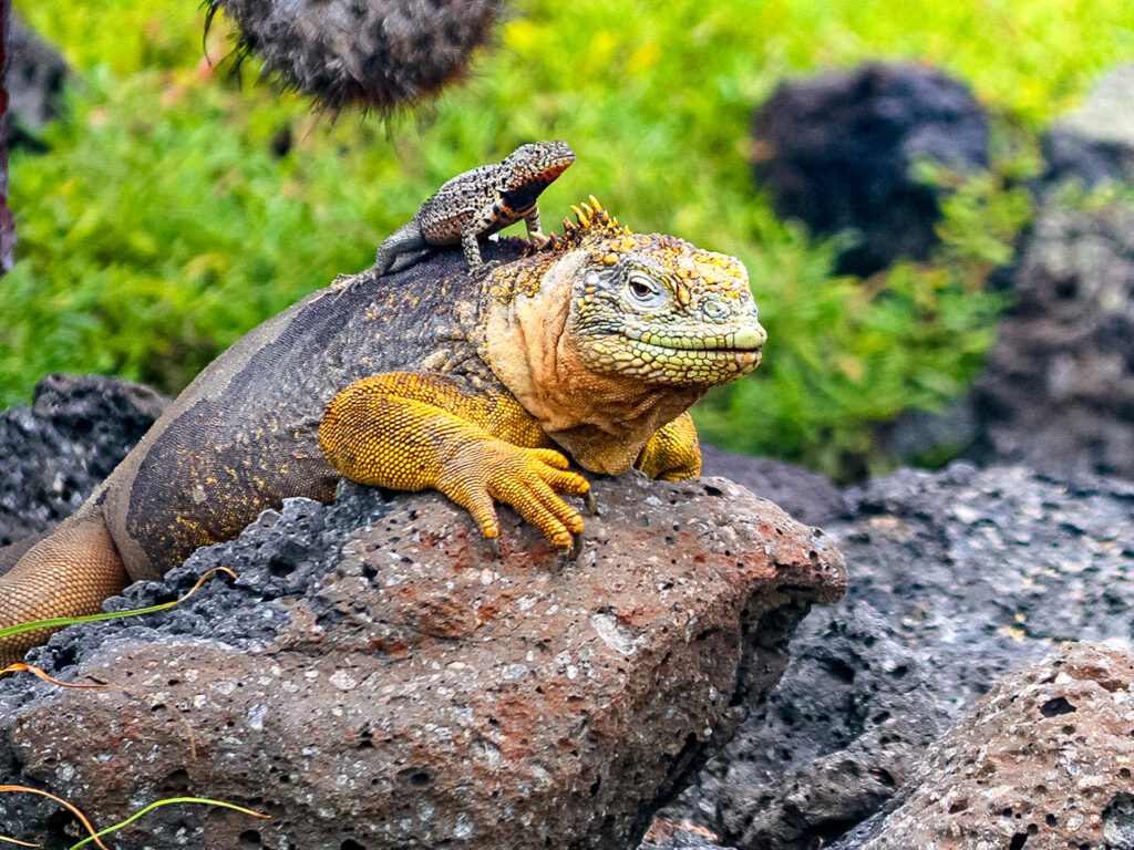 Gecko auf einem ausgewachsenen Gecko auf einem Vulkanstein