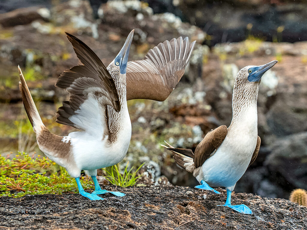 2 Blue-footed Boobys