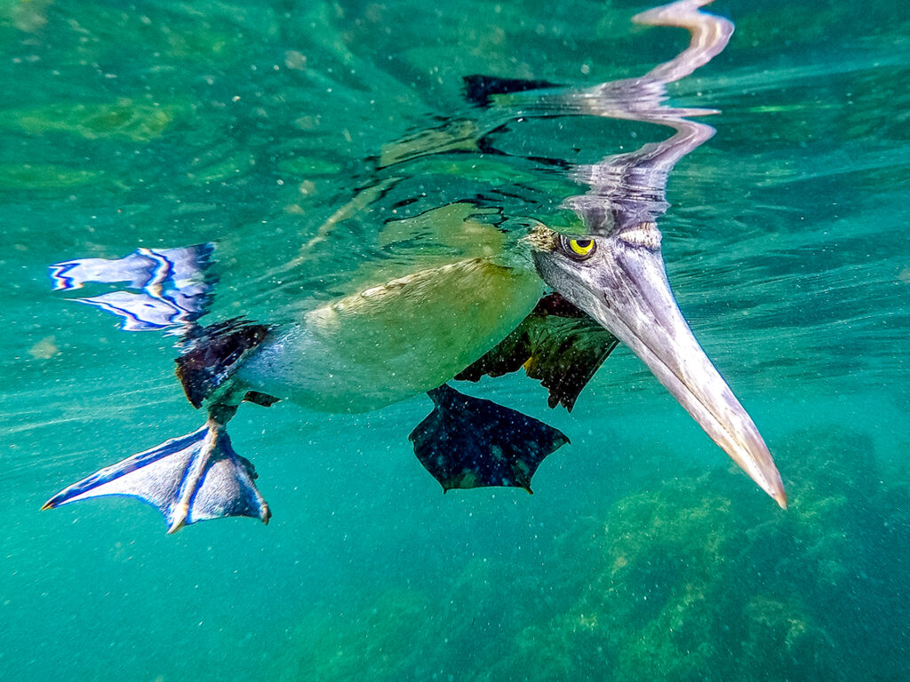 Blue-footed Booby unter Wasser