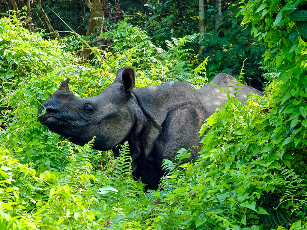 Nashorn im Busch