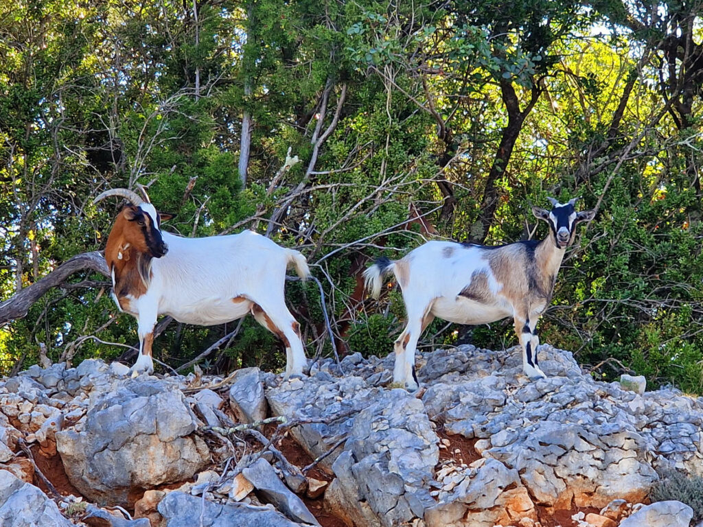 2 Ziegen auf Felsen