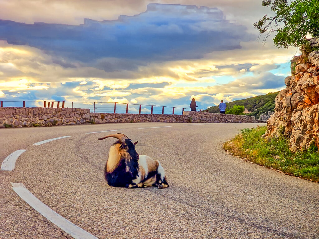 Ziege liegt auf der Strasse