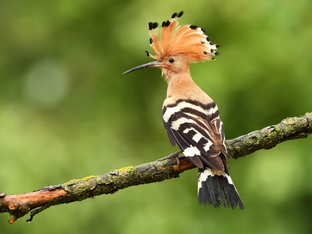 Eurasian Hoopoe or Common hoopoe (Upupa epops)