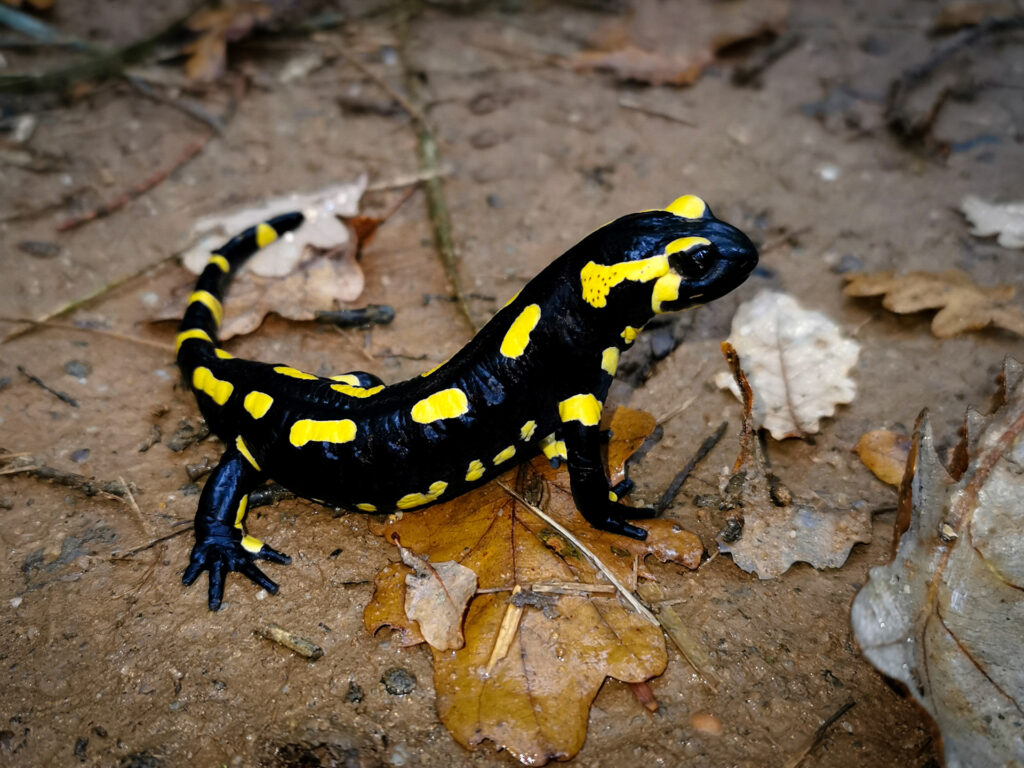 Salamander im Frigi Naturpark auf dem nassen Boden