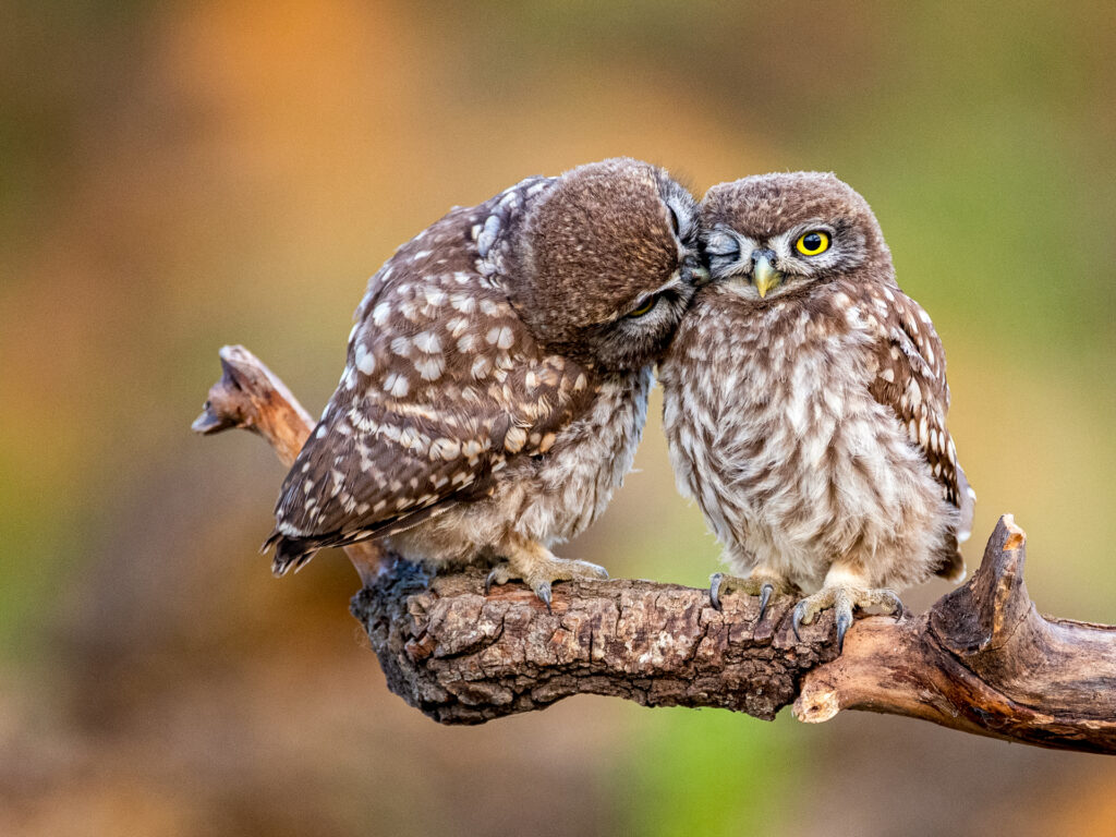 Two little owl Athene noctua on a beautiful background.