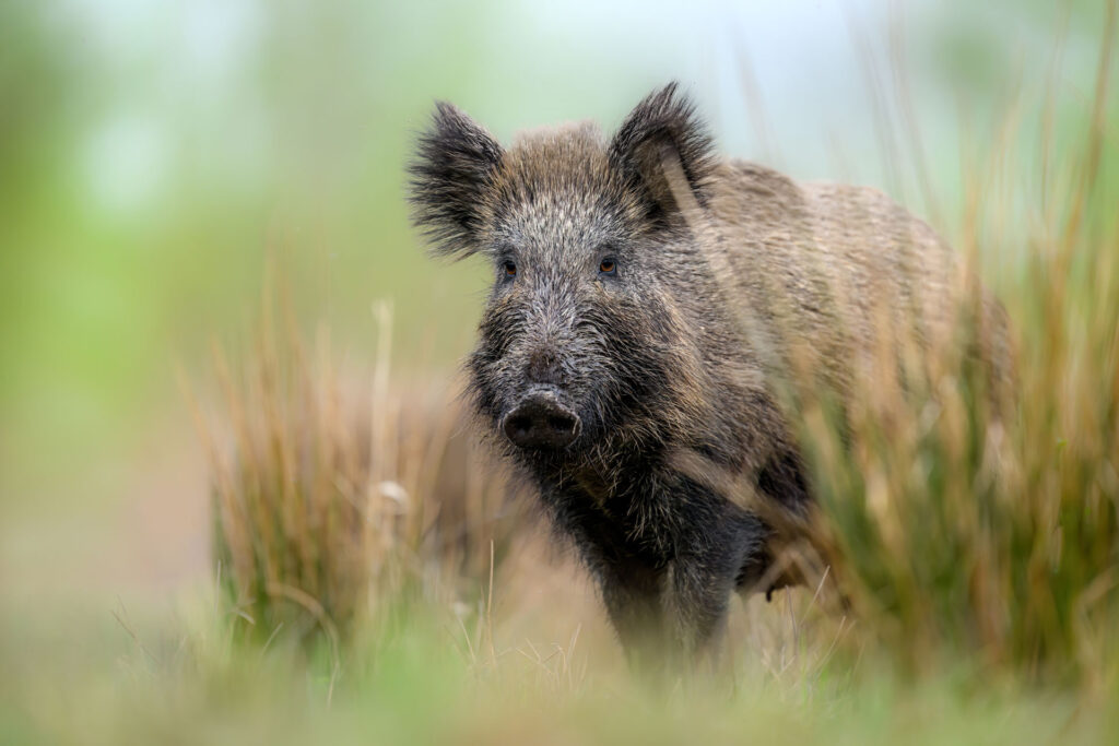Wildschwein