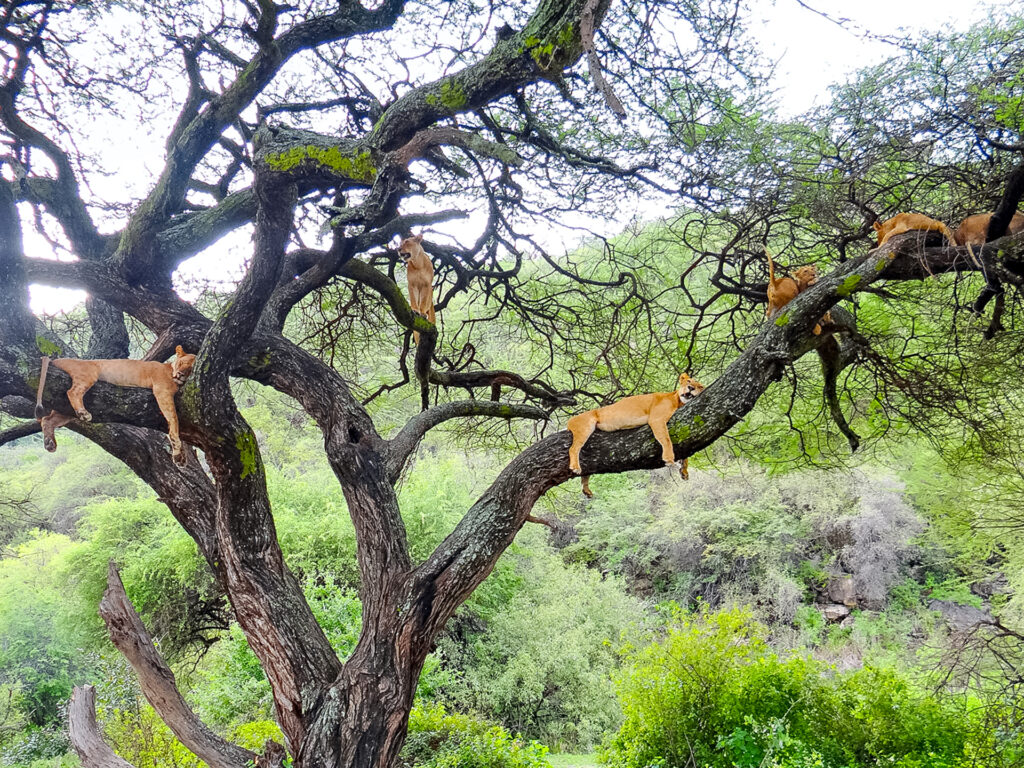 6 Löwinnen liegen auf einem Baum