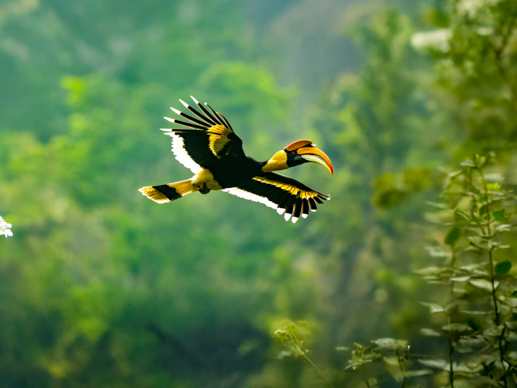 Nashornvogel fliegend im Dschungel Nepals