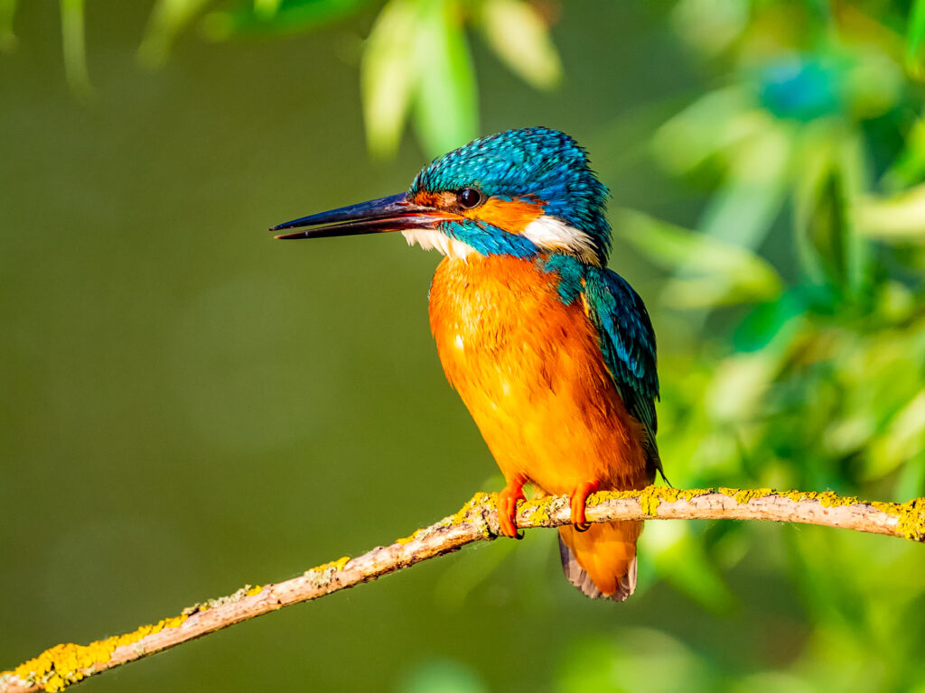 The common kingfisher (Alcedo atthis), also known as the Eurasian kingfisher and river kingfisher, is a small kingfisher.
