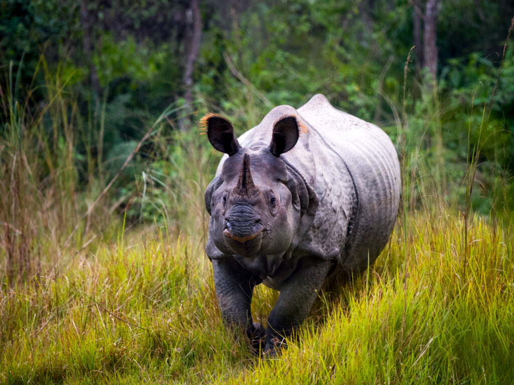 Nashorn in der Natur Nepals