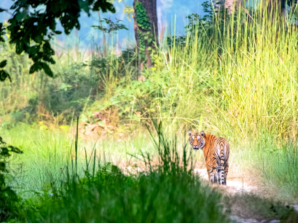 Tiger in der Natur Nepals