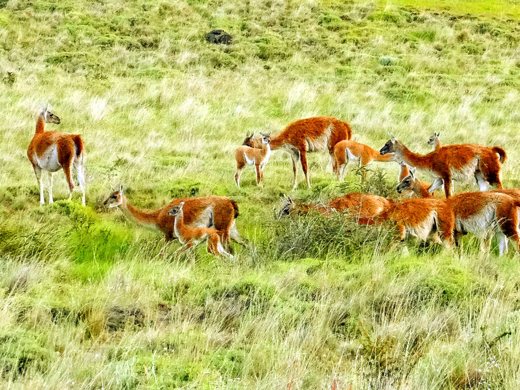 Alpakaherde am Grass fressen