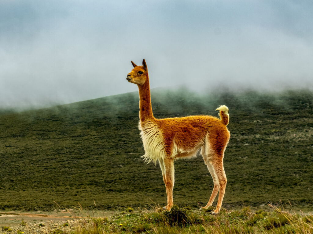 Einzelnes Alpaka das in der vernebelten Landschaft steht