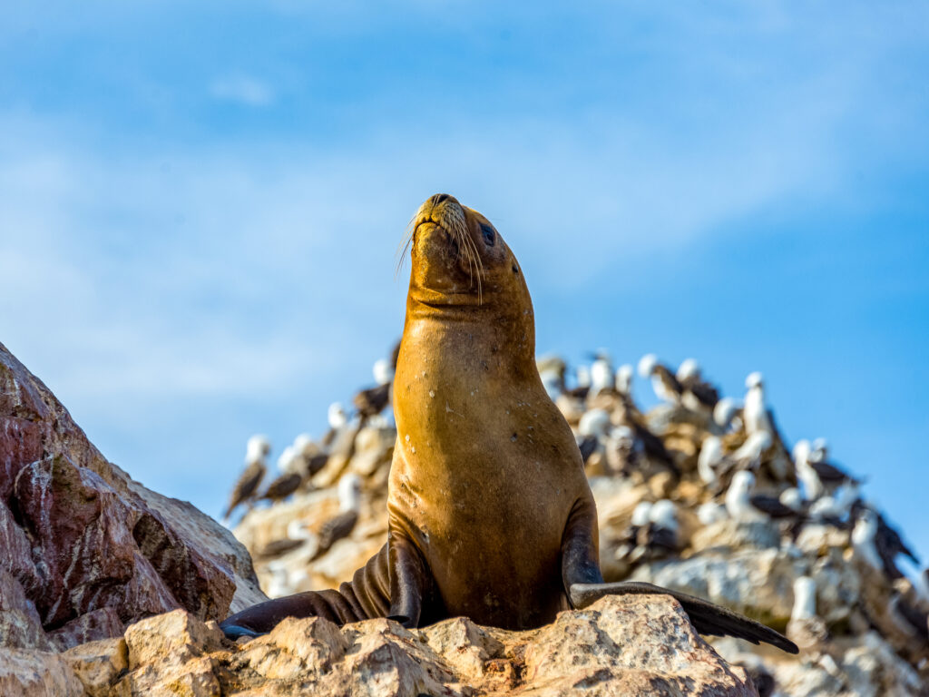 Seelöwe mit Möwen im Hintergrund