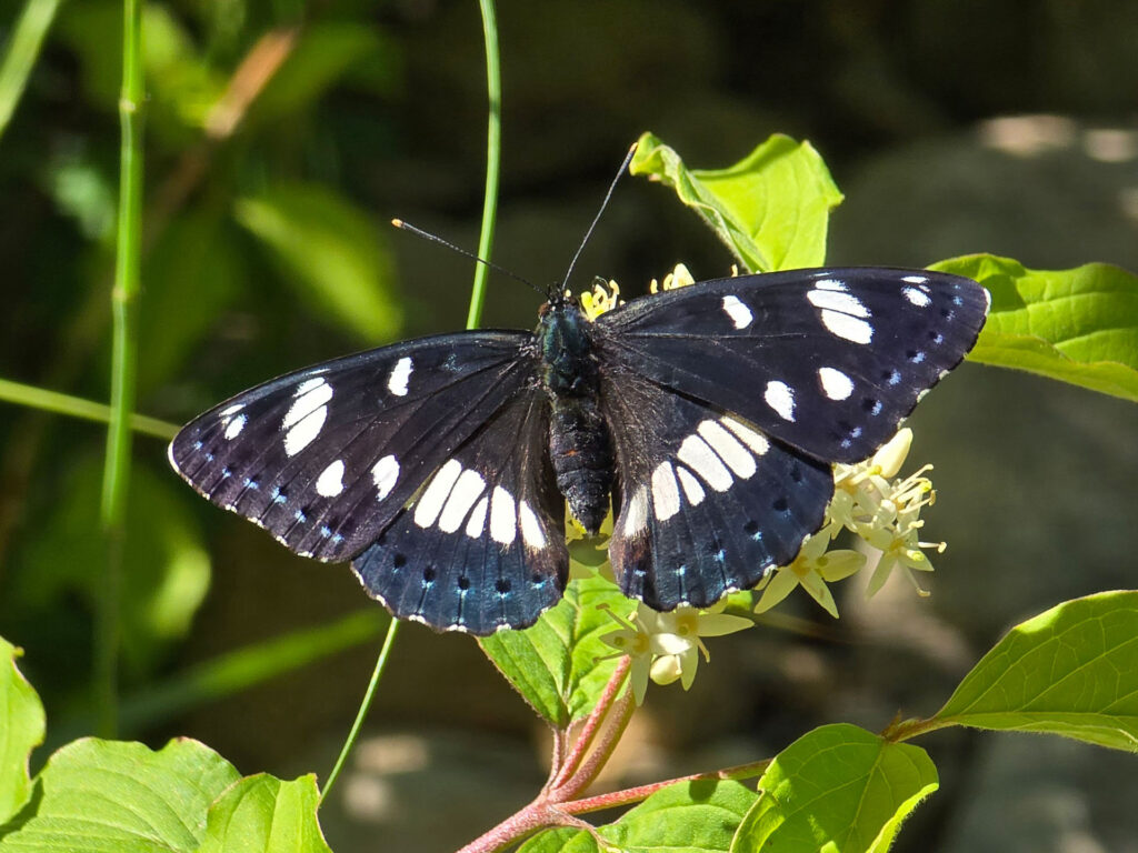 Schwarzbläulicher Schmetterling