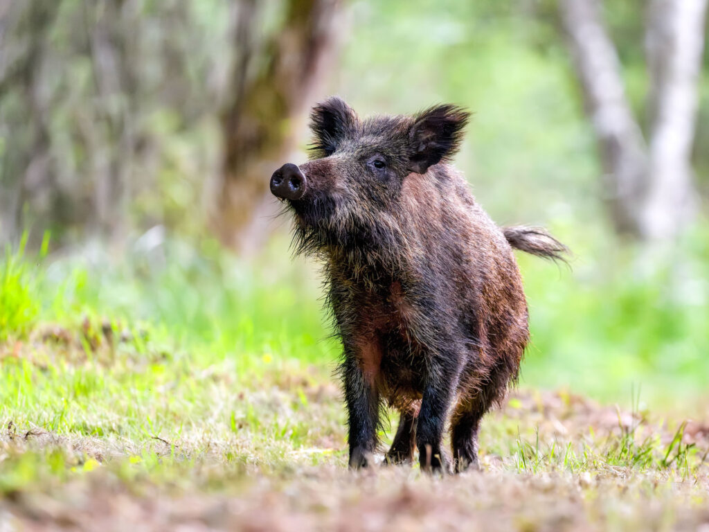 Female Wild boar "wild sow" on the lookout taking the wind in a forest path. Sus scrofa, Sologne, Loiret 45, région Centre Val de Loire, France, European Union, Europe