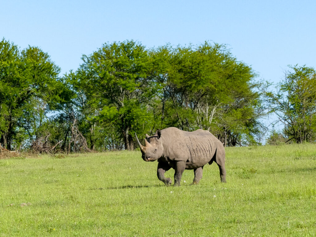 Nashorn in der Natur Tansanias