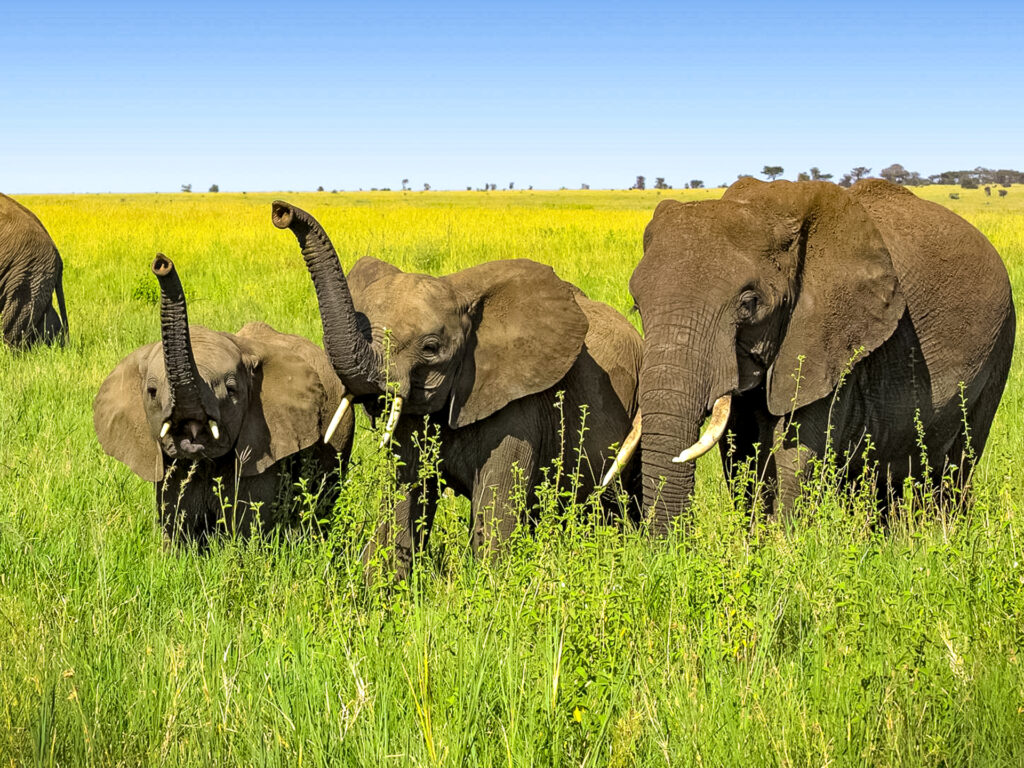 3 Elefanten in der Savanne