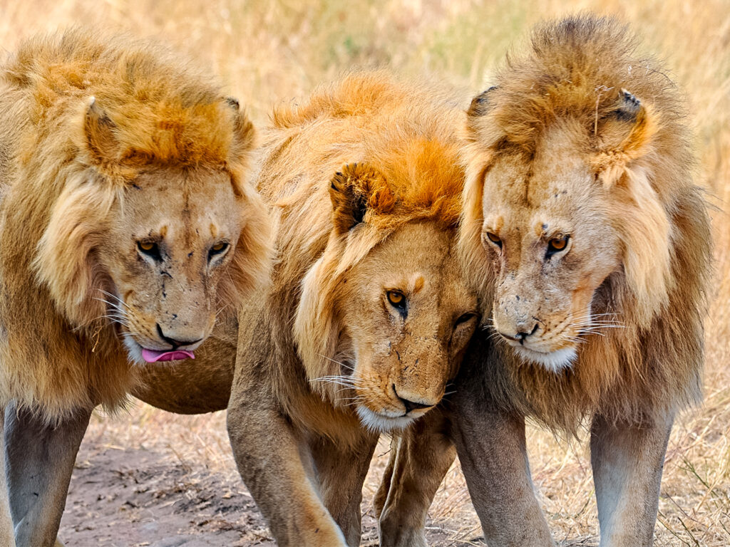 3 Löwen laufen nebeneinander