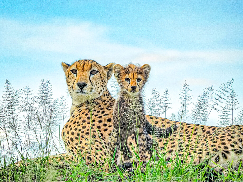 Ausgewachsene Gepardmutter mit Gepardkind