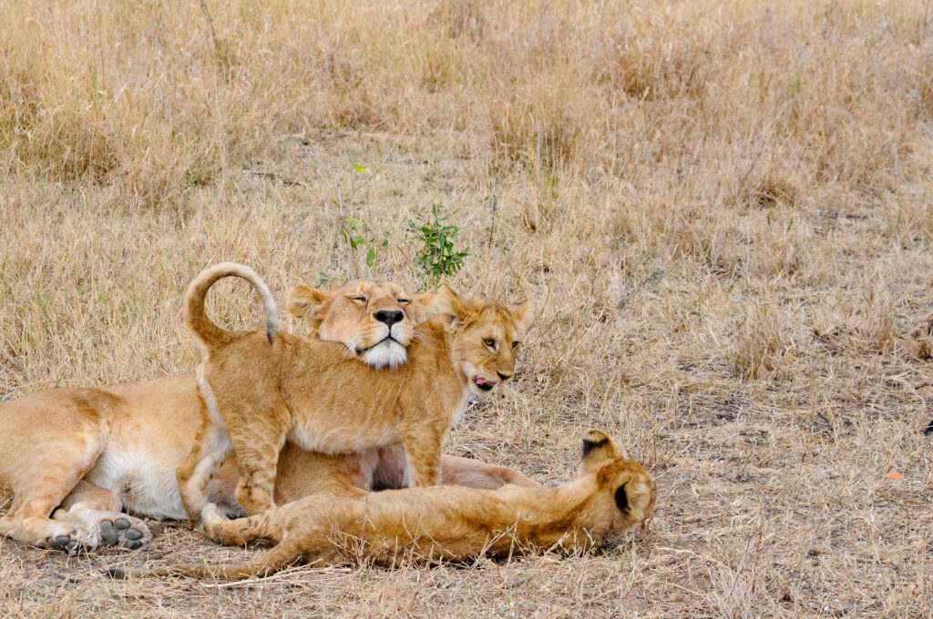 Löwenmutter und 2 Löwenkinder