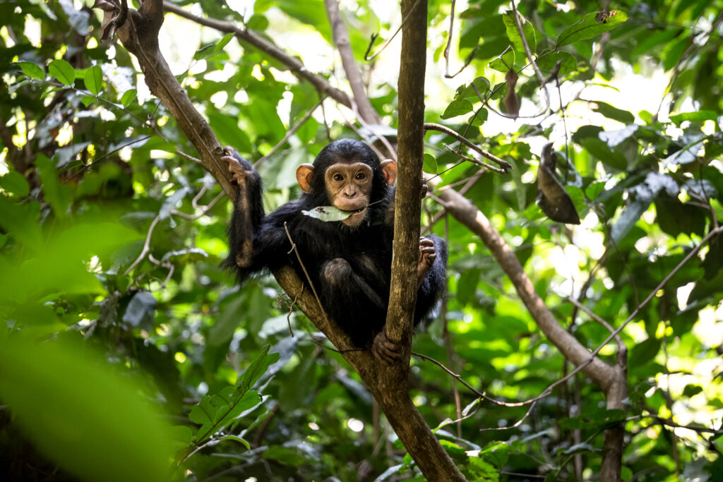 Schimpansenlkind auf einem Baum schaut in die Kamera mit einem Blatt im Mund