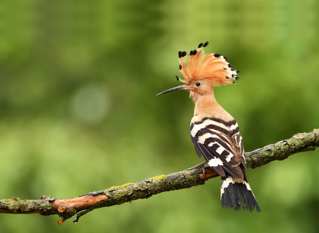 Eurasian Hoopoe Vogel