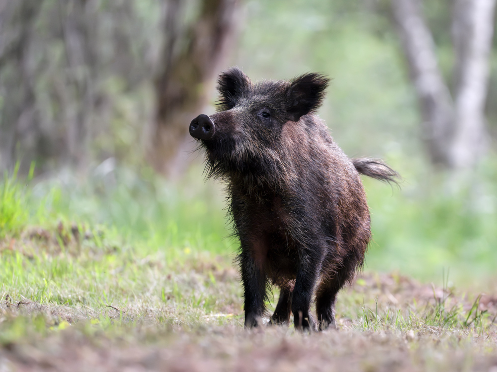 Female Wild boar "wild sow" on the lookout taking the wind in a forest path. Sus scrofa, Sologne, Loiret 45, région Centre Val de Loire, France, European Union, Europe