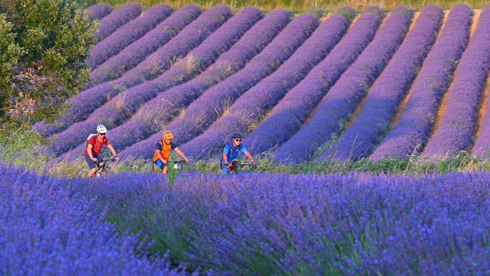 Biking im Lavendelfeld
