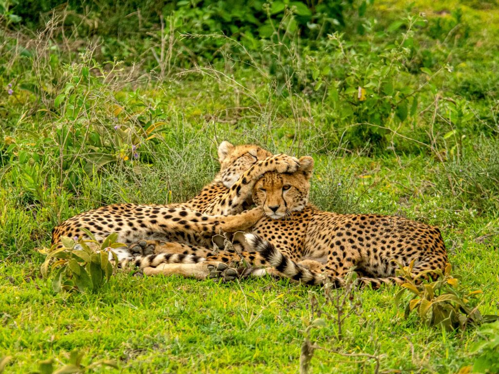 Zwei Geparde in der Natur