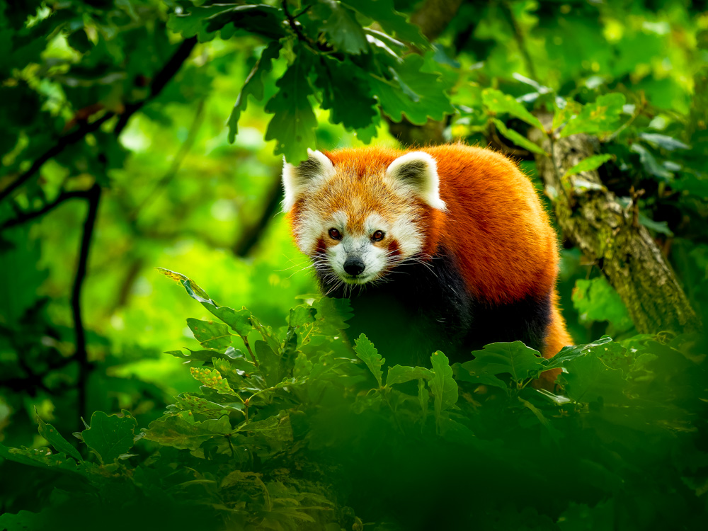 Red Panda - Ailurus fulgens walking and climbing on the branch in the forest, carnivoran native to the eastern Himalayas and southwestern China, listed as Endangered on the IUCN Red List.