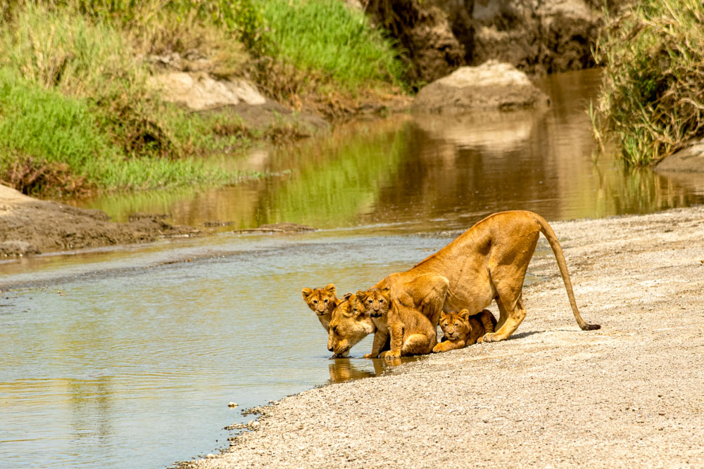 Löwenmutter mit 3 Löwenjungen am Fluss