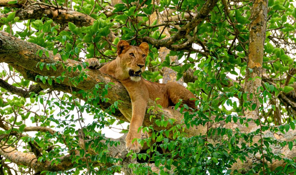 Löwe auf Baum
