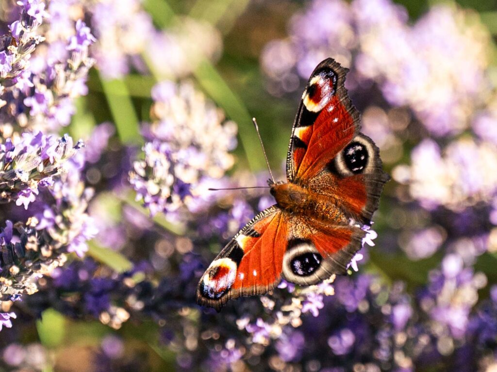 Schmetterling Ardèche