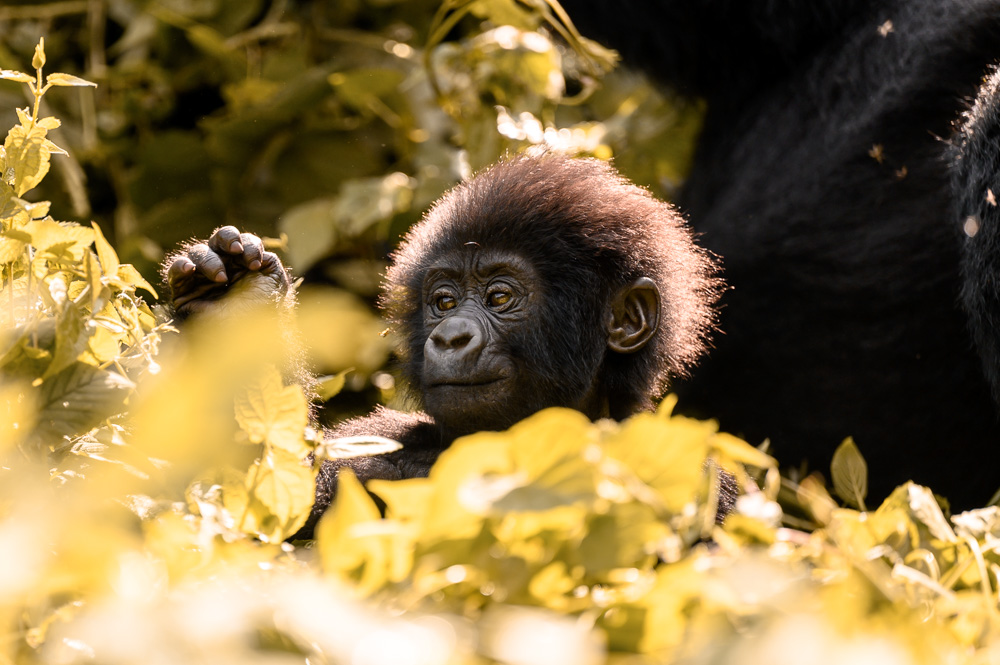 Bergorilla Baby mit etwa 3 Wochen
